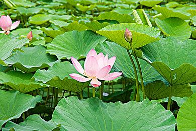 西欧风少女侦探冒险百合AVG新作《少女怪奇事件簿:永生》11月8日正式上线！